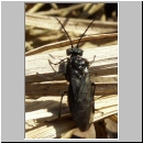 Dolerus sp - Blattwespe 02a.jpg